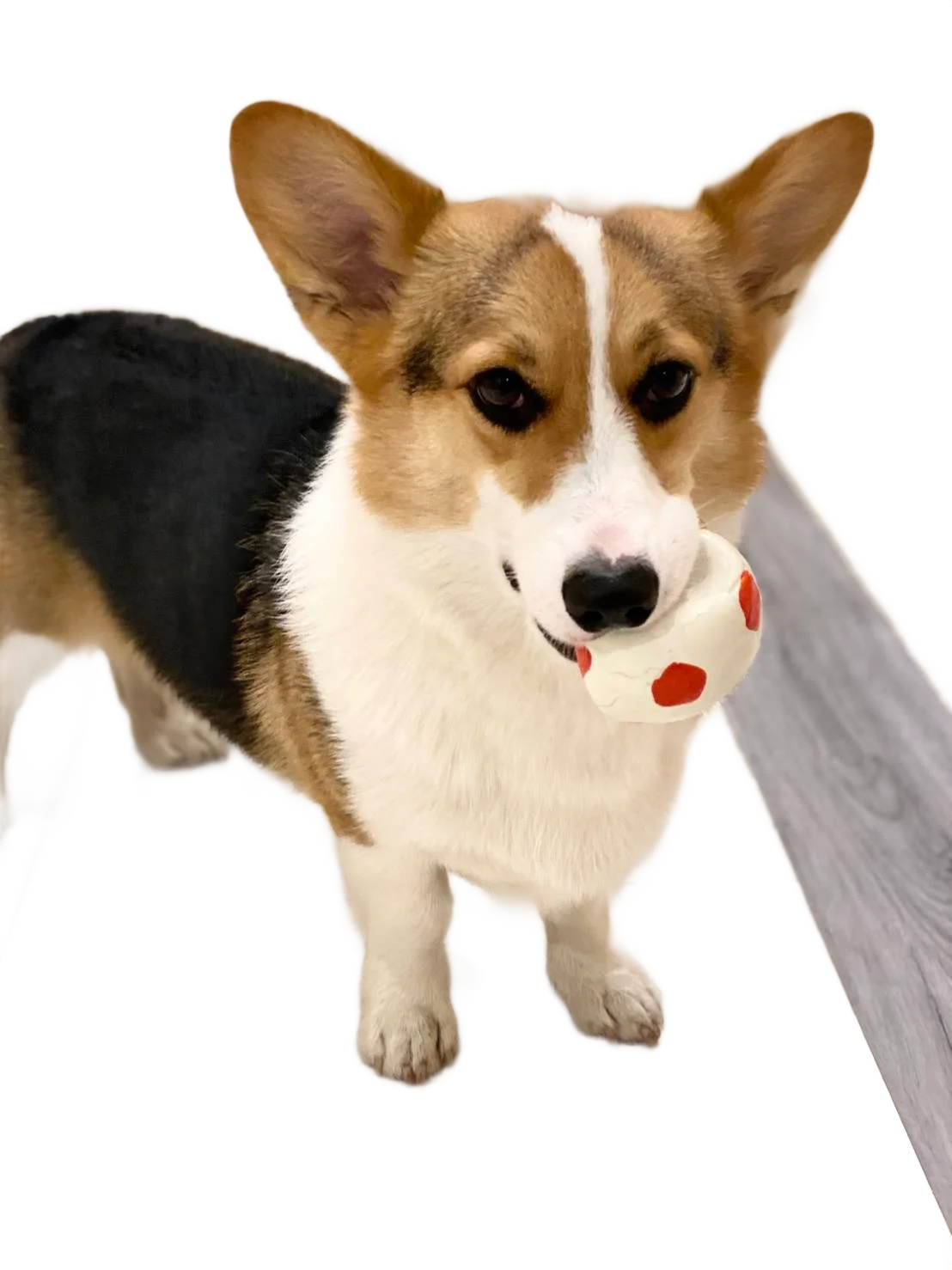 印花紋身的店狗