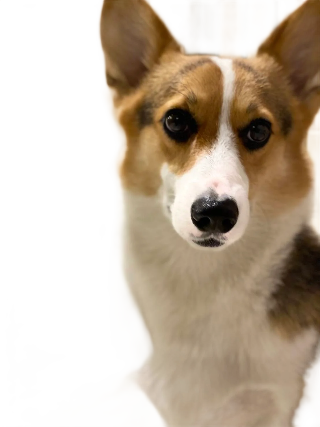 印花紋身的店狗