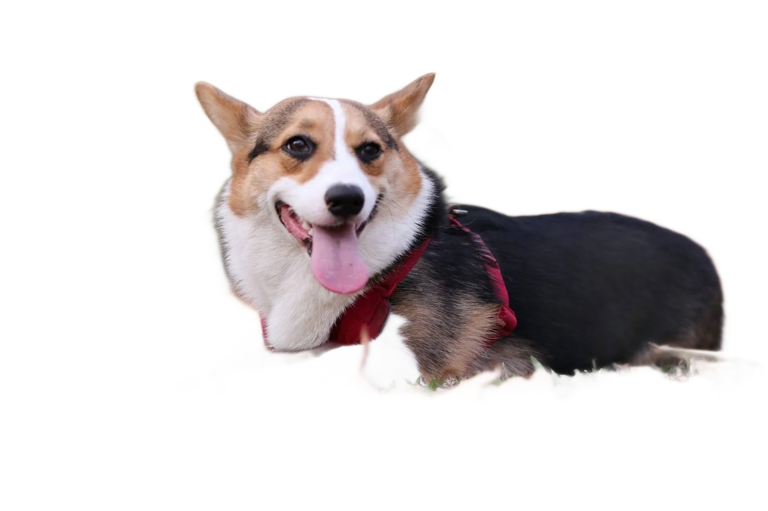 印花紋身的店狗